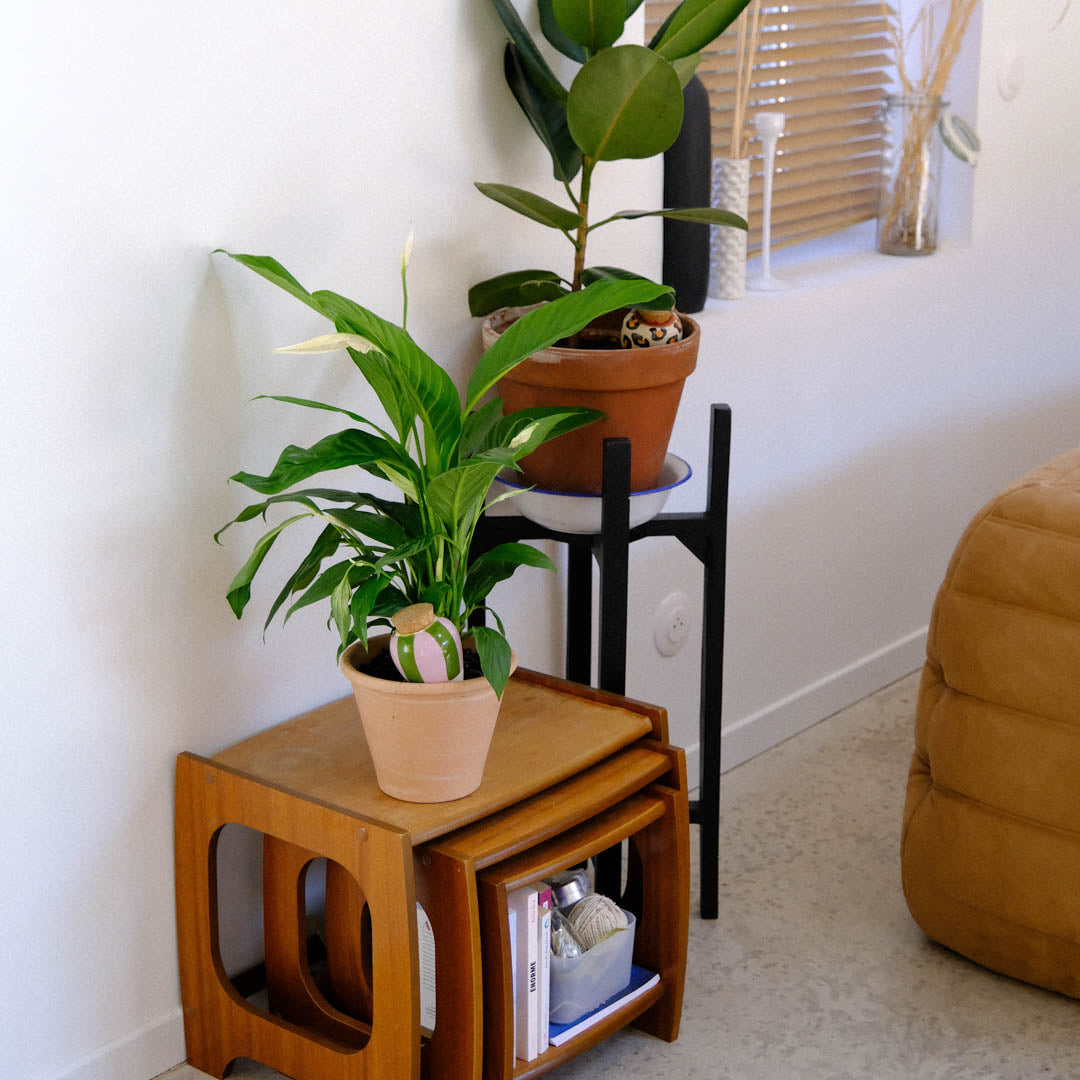 Olla - Rayé vert et lilas