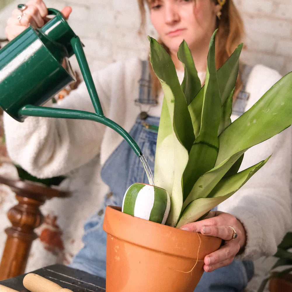 Pack découverte Olla (support bois offert)