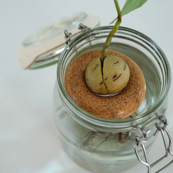 Bouée avocat - Gigi