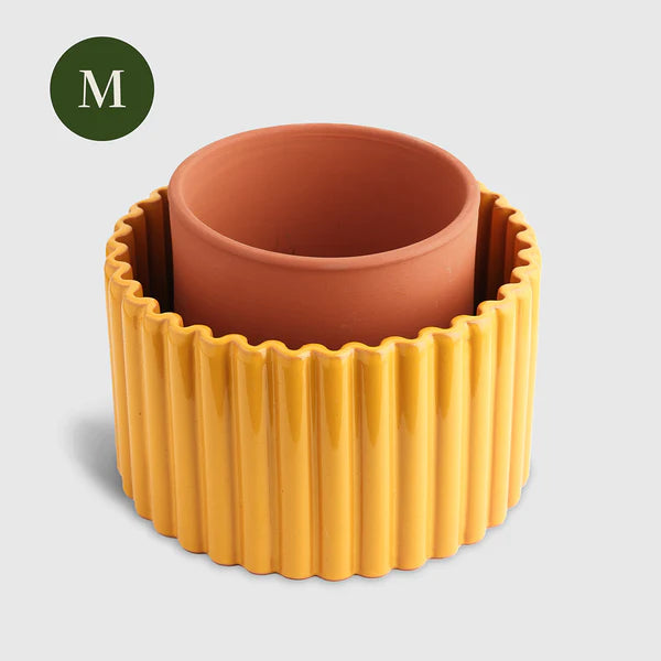 Paula (M) - Yellow mustard