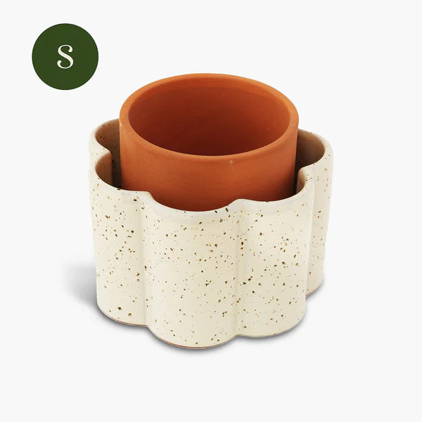 Paulita (S) - Speckled white