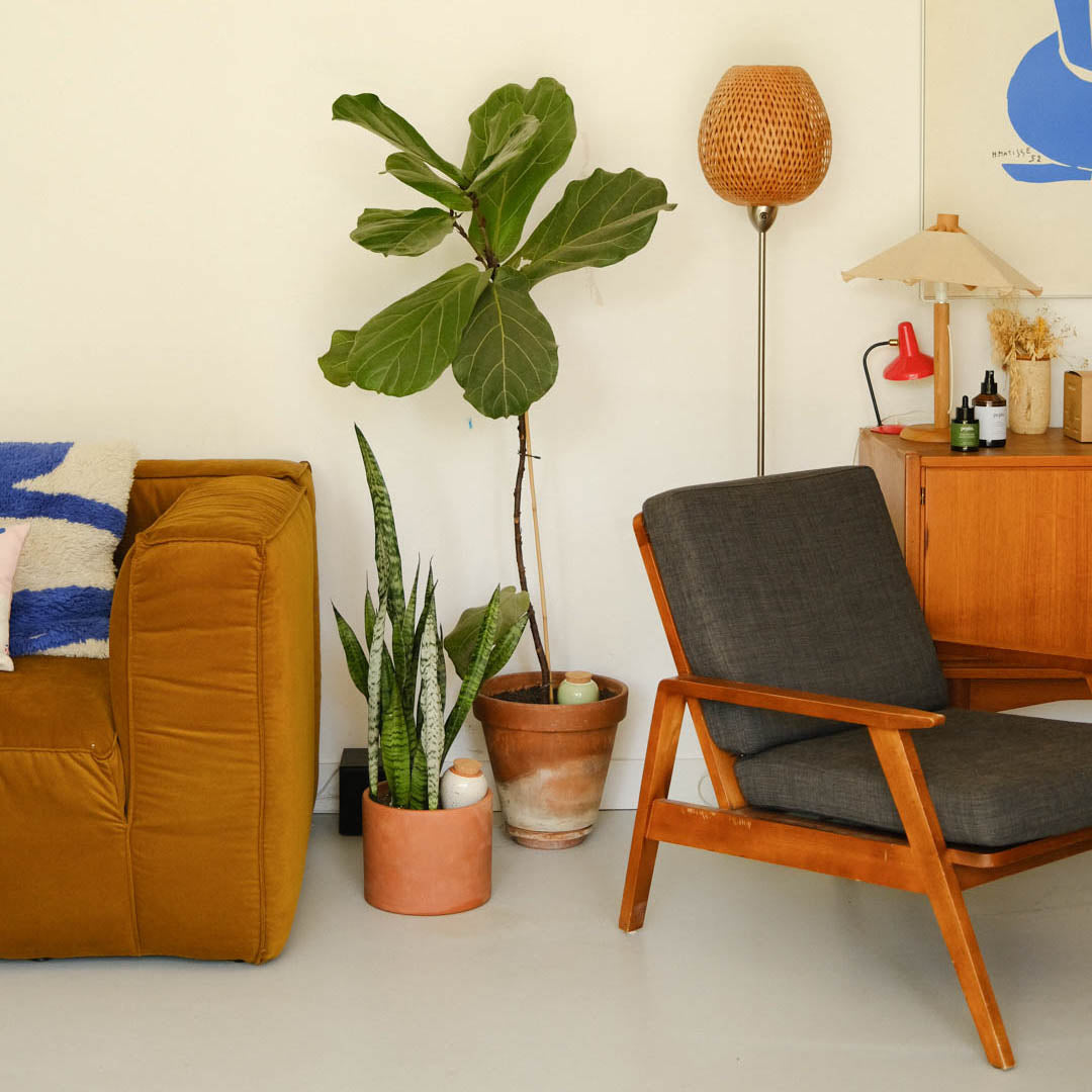 olla a planter