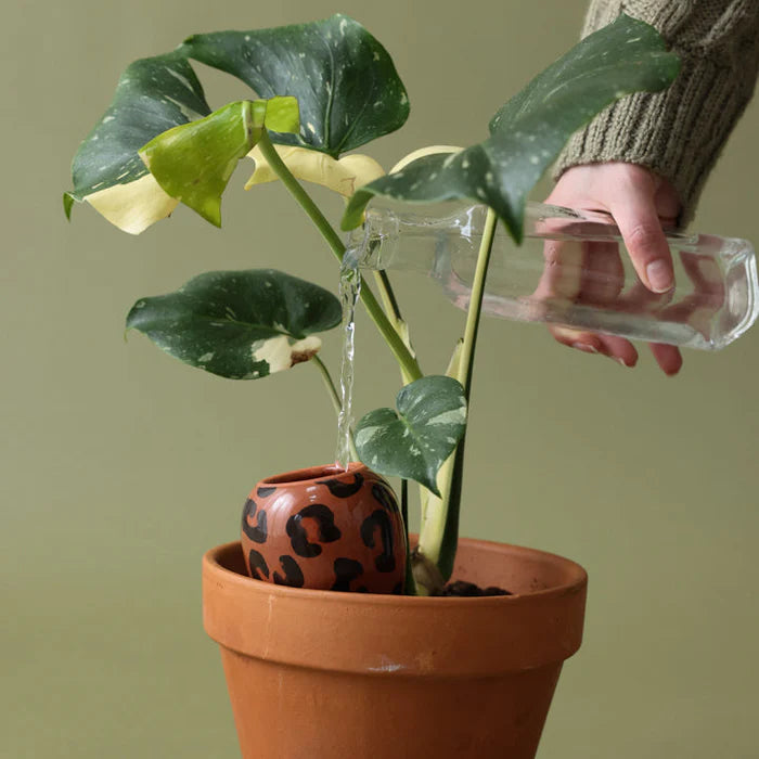 Olla - Macchiato leopard