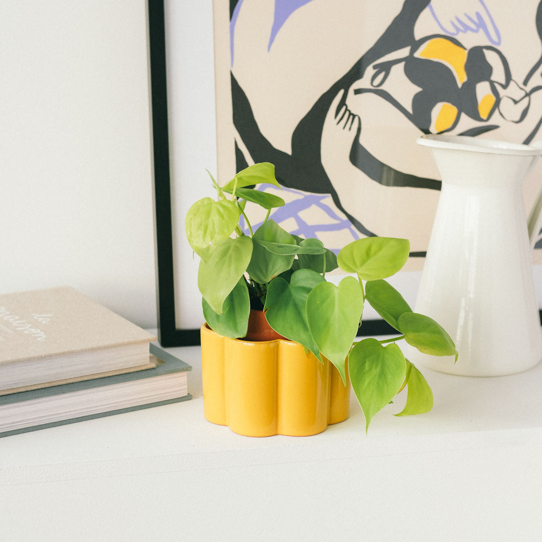 pot autonome paula jaune moutarde avec une belle plante verte qui pousse dessus