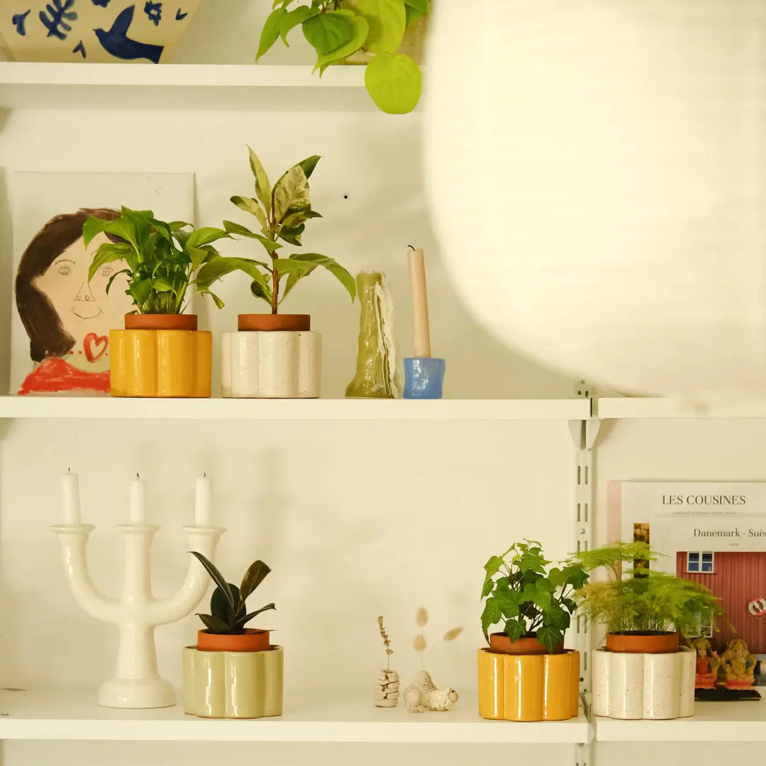 pots paula moutarde vert et blanc graine poses sur des etageres