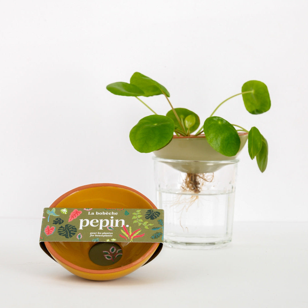 Bobèche for Plants - Yellow mustard